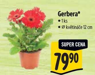 Gerbera