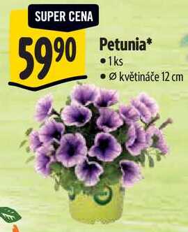 Petunia