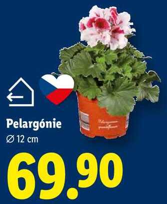 Pelargónie 