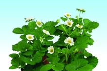 JAHODNÍK STÁLEPLODÍCÍ (FRAGARIA)
