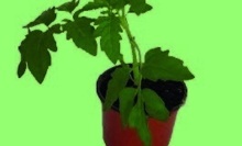 RAJČE KEŘÍČKOVÉ (SOLANUM LYCOPERSICUM)