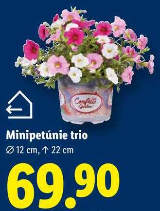 Minipetúnie trio
