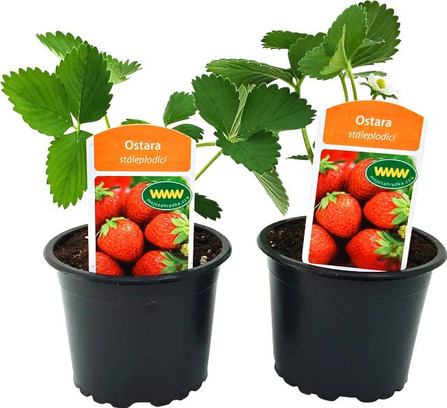 Jahodník stáleplodící