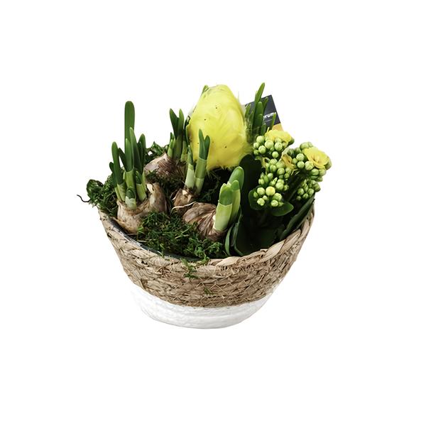 Velikonoční aranžmá – narcis/kalanchoe, 17 cm