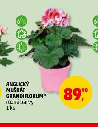 ANGLICKÝ MUŠKÁT GRANDIFLORUM, 1 ks