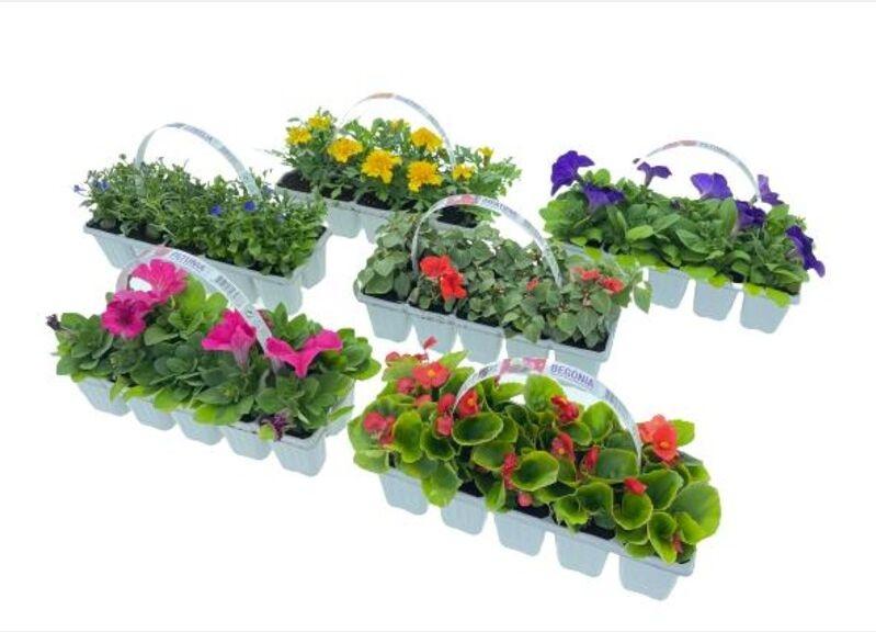 Balkonové rostliny, 10 KS