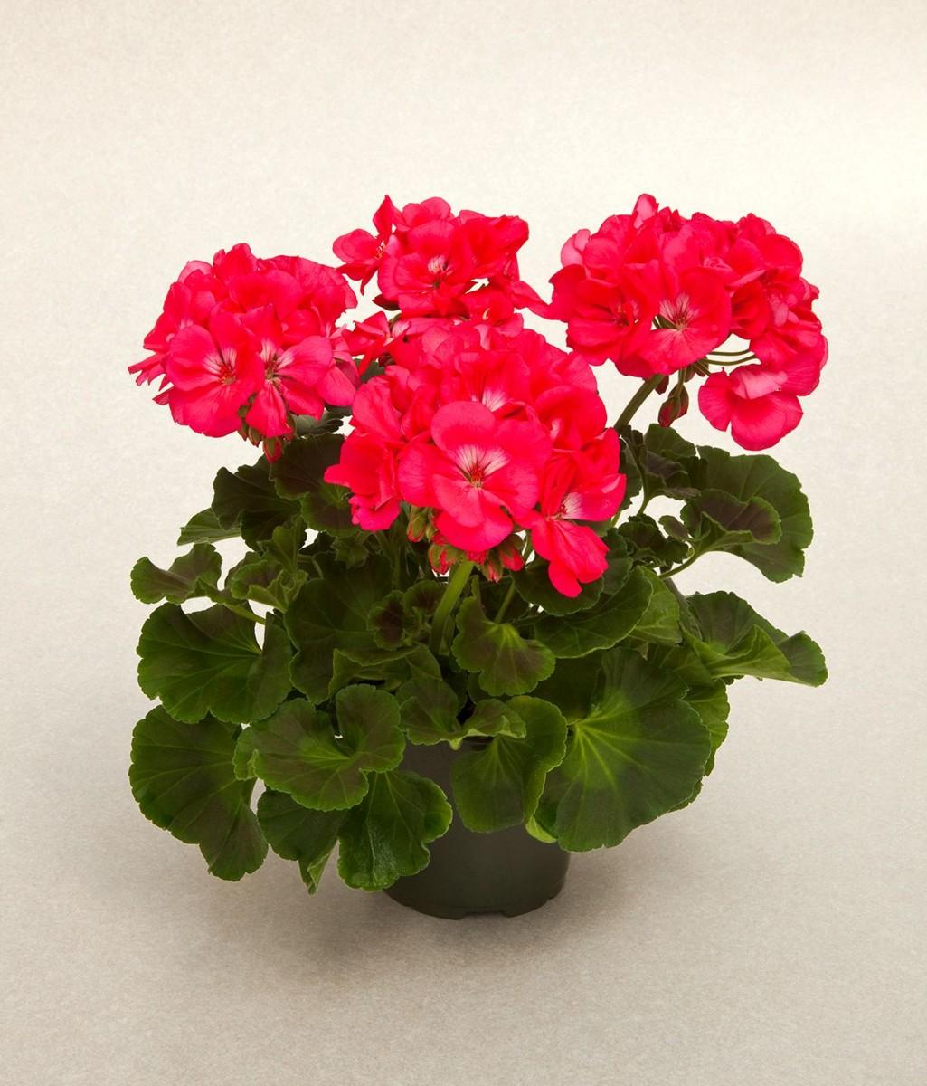 Balkonové rostliny v květináčích, 1 KS