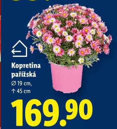 Kopretina pařížská