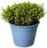 TYMIÁN CITRONOVÝ A BAREVNÝ