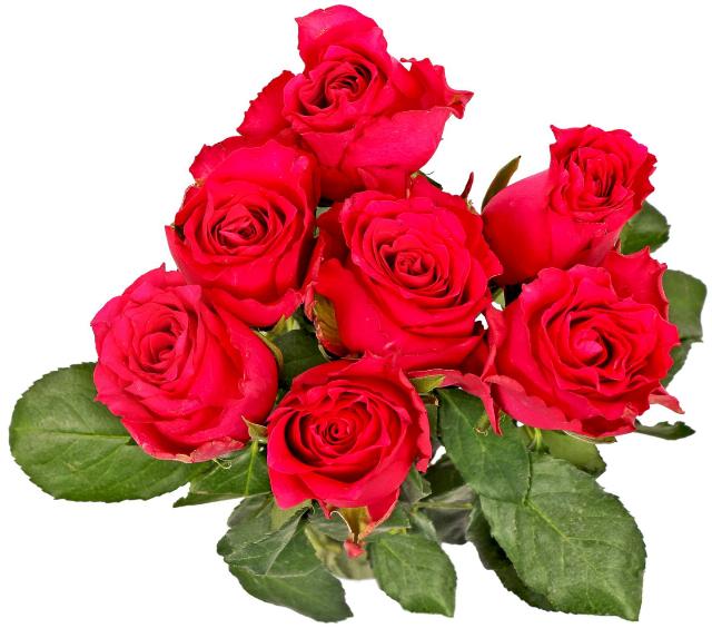 Kytice růže Fairtrade