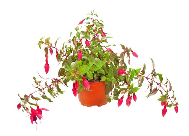 Fuchsie převislé