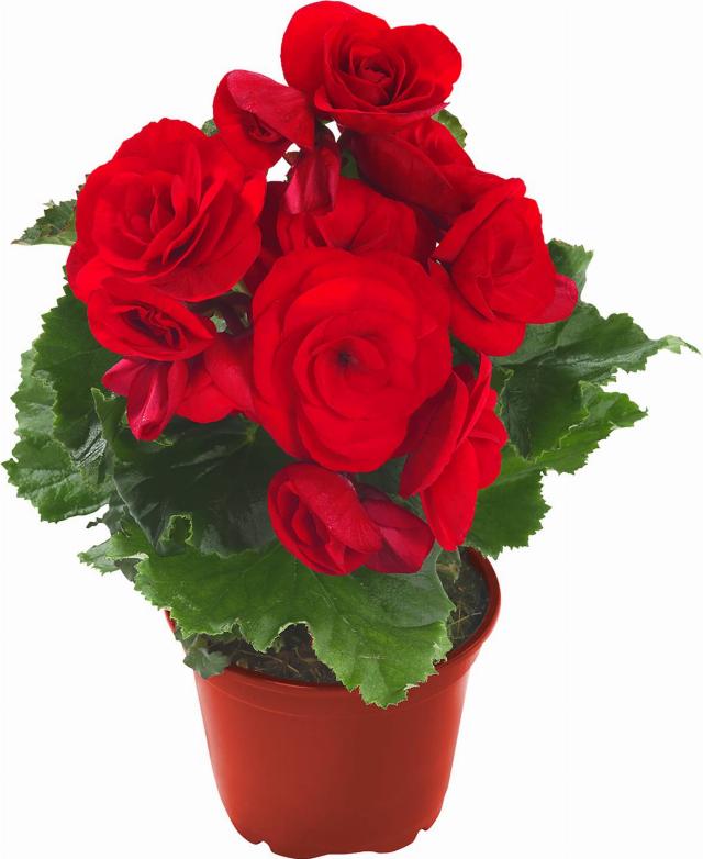 Begonie elatior různé barvy