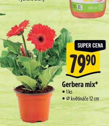  Gerbera mix, pr. květináče 12 cm 