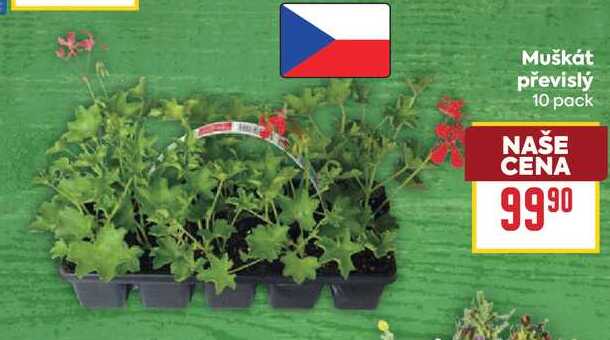 Muškát převislý 10 pack 