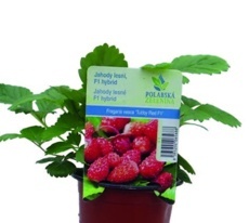 Jahodník měsíční (Fragaria vesca)