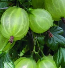 Angrešt bílý (Grossularia uva-crispa)