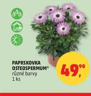 PAPRSKOVKA OSTEOSPERMUM, 1 ks 