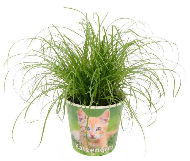 Šáchor Cyperus zumula