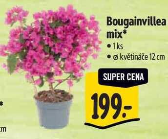 Bougainvillea mix