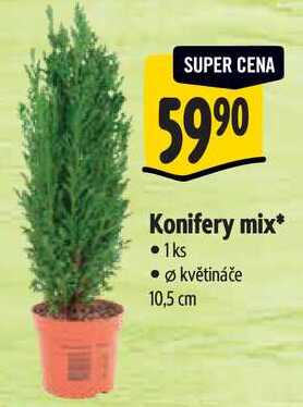 Konifery mix