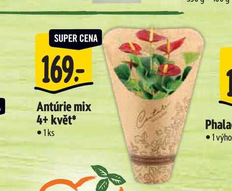 Antúrie mix 4+ květ 1 ks