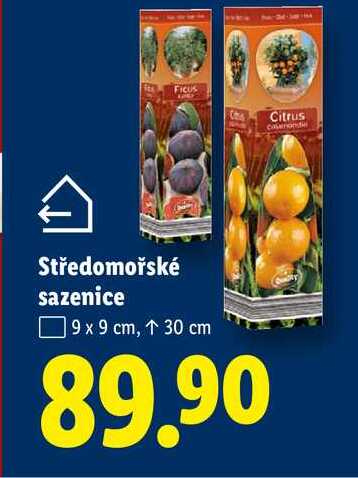 Středomořské sazenice, 9 x 9 cm