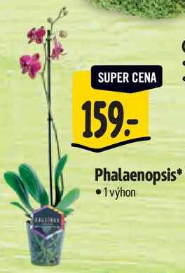 Phalaenopsis