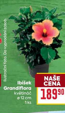 Ibišek Grandiflora květináč Ø 12 cm 1ks   