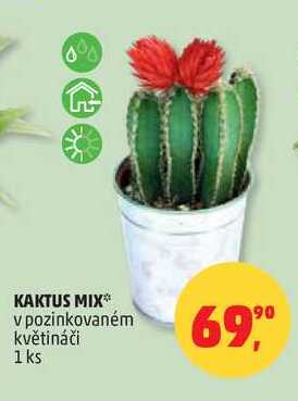KAKTUS MIX v pozinkovaném květináči, 1 ks  