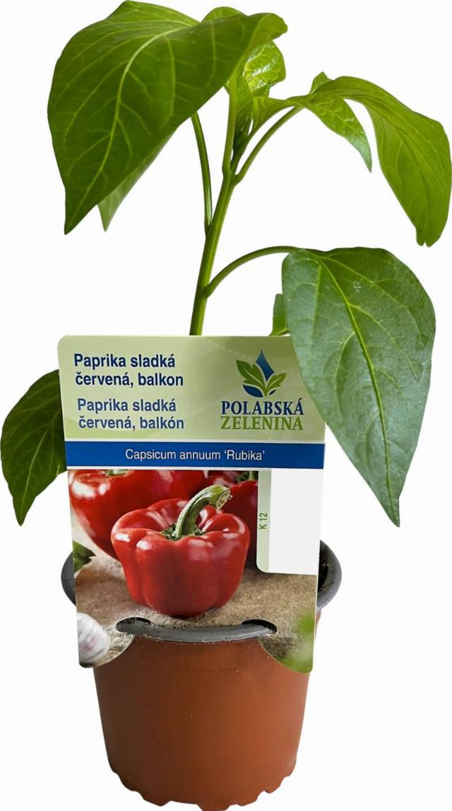 Paprika červená sadba