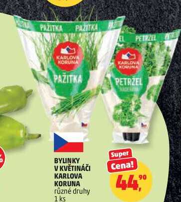 BYLINKY V KVĚTINÁČI KARLOVA KORUNA různé druhy, 1 ks 