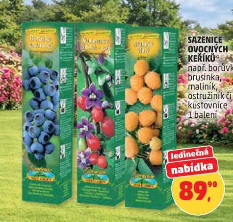 SAZENICE OVOCNÝCH KEŘÍKŮ např. borůvk brusinka, maliník, ostružiník či kustovnice, 1 balení  