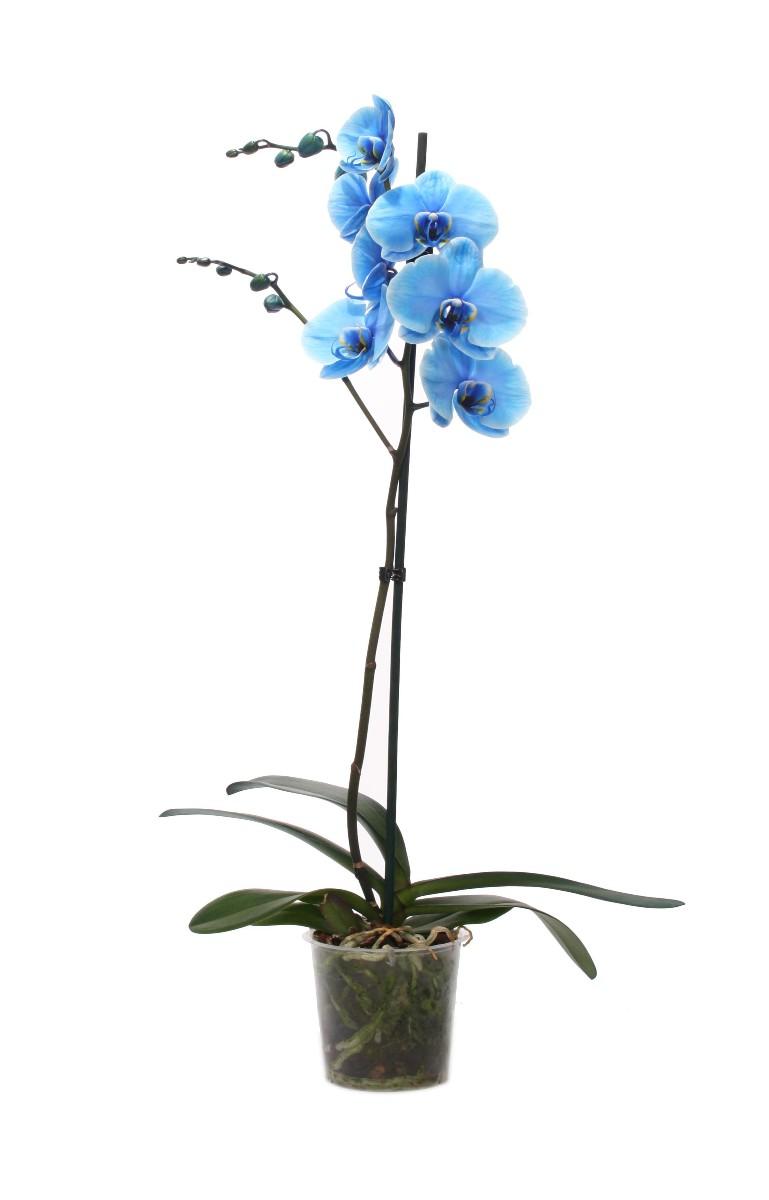 Phalaenopsis 1 výhon, 1 KS