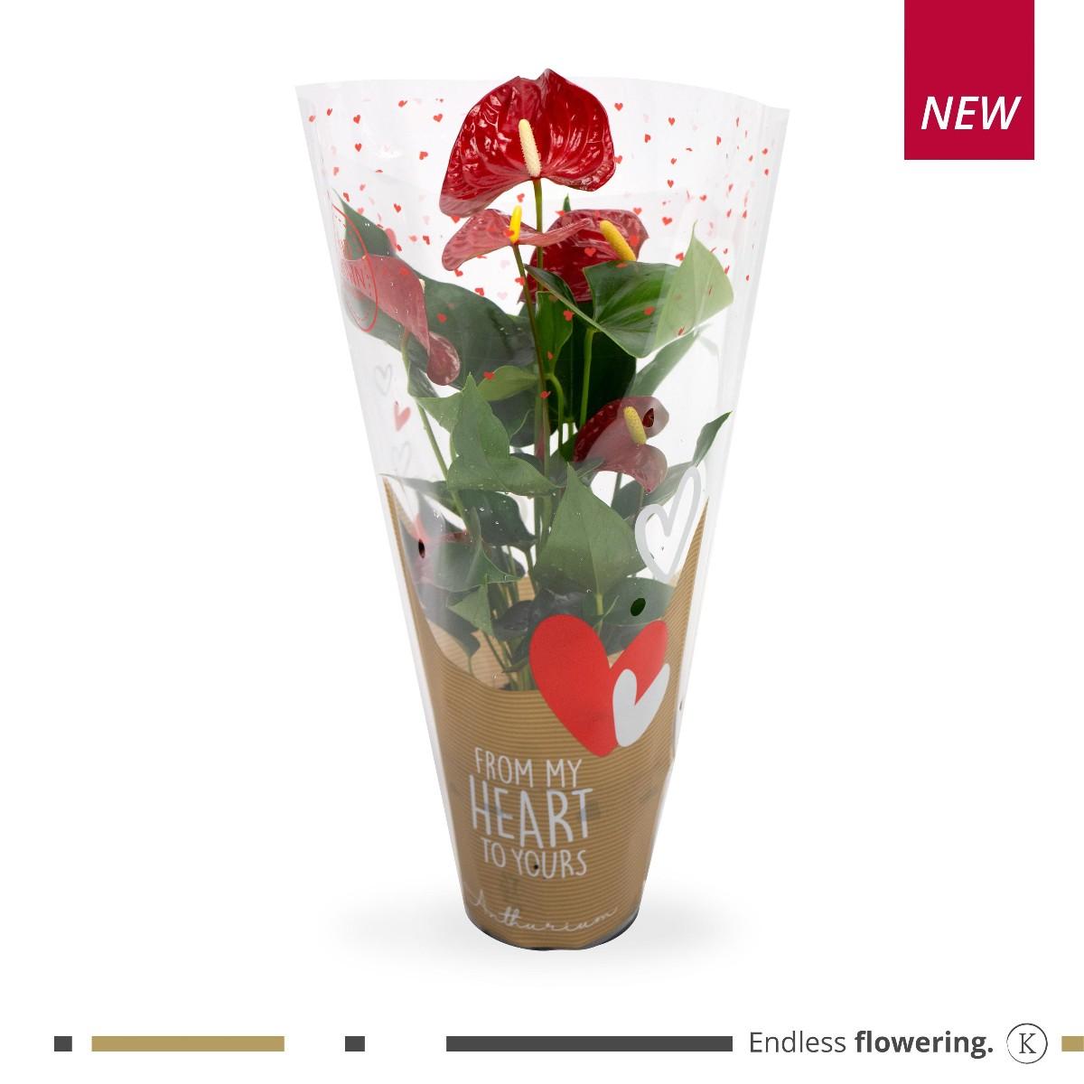 Anthurium, 1 KS