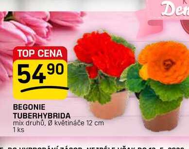 BEGONIE TUBERHYBRIDA mix druhů, květináče 12 cm 1ks 