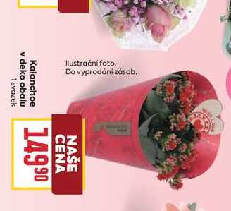 Kalanchoe v deko obalu 1svazek