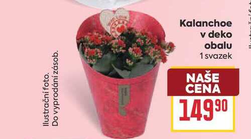 Kalanchoe v deko obalu 1 svazek 