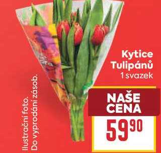 Kytice Tulipánů 1 svazek 