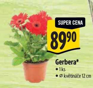 Gerbera