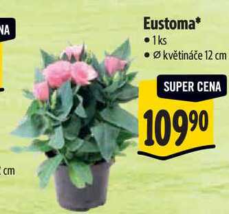Eustoma