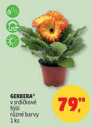 GERBERA v srdíčkové fólii různé barvy, 1 ks 