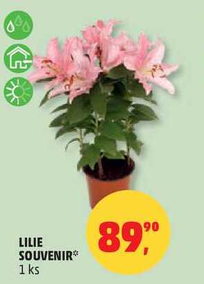 LILIE SOUVENIR, 1 ks  