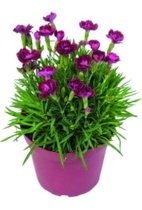 HVOZDÍK KARAFIÁT (DIANTHUS SUNFLOR)