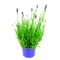 LEVANDULE LÉKAŘSKÁ (LAVANDULA ANGUSTIFOLIA)