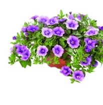 CALIBRACHOA PLNOKVĚTÁ "MILLION BELLS"