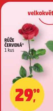 RŮŽE ČERVENÁ, 1 kus 