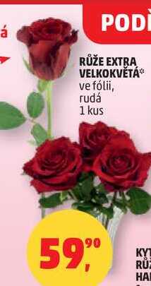 RŮŽE EXTRA VELKOKVĚTÁ ve fólii, rudá, 1 kus  