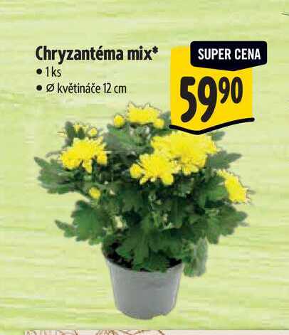 Chryzantéma mix, pr. květináče 12 cm 