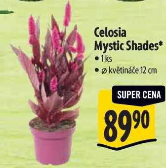 Celosia Mystic Shades*, 1ks