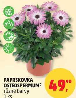 PAPRSKOVKA OSTEOSPERMUM